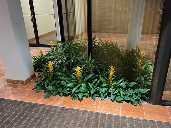 Commercial Plant Care